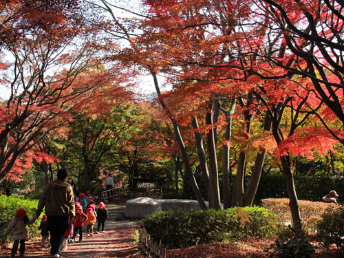 紅葉見学に保育園児の散歩