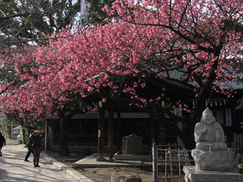 荏原神社の寒緋桜