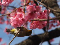 甘い蜜に誘われてメジロが