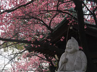 東海七福神の恵比須と寒緋桜