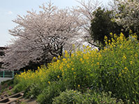 しながわ花海道