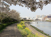 しながわ花海道