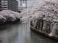 目黒川　亀の甲橋