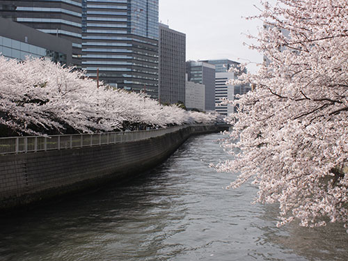 目黒川　居木橋