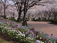 東品川海上公園