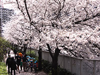 目黒川　山本橋