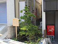 植樹された街道松