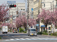 桜新道の八重桜