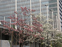 総合体育館周辺(東五反田2丁目)