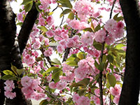 桜新道の八重桜