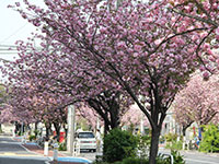 桜新道の八重桜