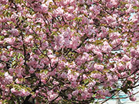 桜新道の八重桜