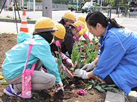 チューリップの植え替え