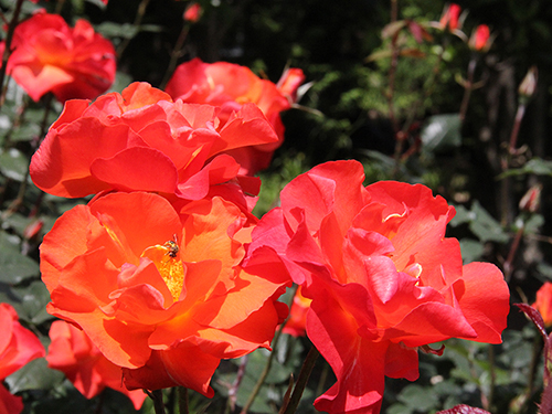 花とミツバチ