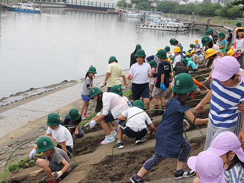 しながわ花海道でコスモスの種まき