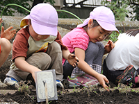 芝桜の苗を植える園児