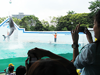 しながわ水族館でイルカショーを撮影