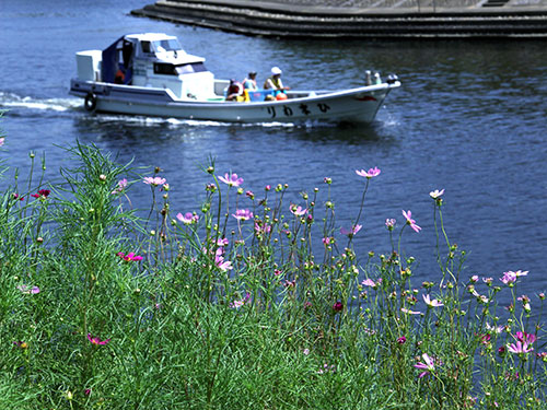 咲き始めた花海道のコスモス