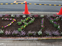 完成した花壇にフタバの花文字