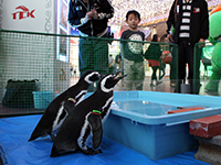 しながわ水族館のペンギンも登場