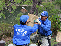 こもを松に縛り付ける公園管理者