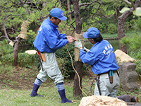 松に巻いたこもにひもを縛り付ける公園管理者