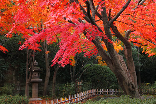 池田山公園のモミジの紅葉が見頃 品川区