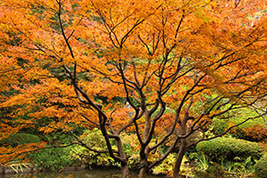 池田山公園のモミジの紅葉が見頃