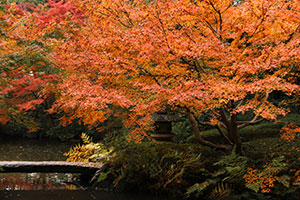 池田山公園のモミジの紅葉が見頃