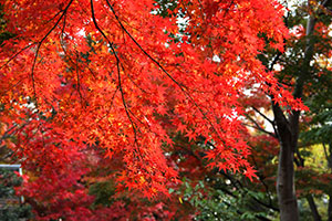 池田山公園のモミジの紅葉が見頃