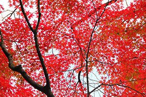 池田山公園のモミジの紅葉が見頃