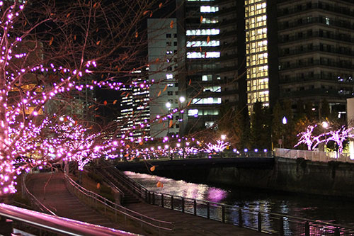 目黒川両岸に咲く冬の桜