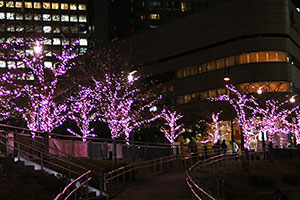 ふれあい水辺広場に咲く冬の桜