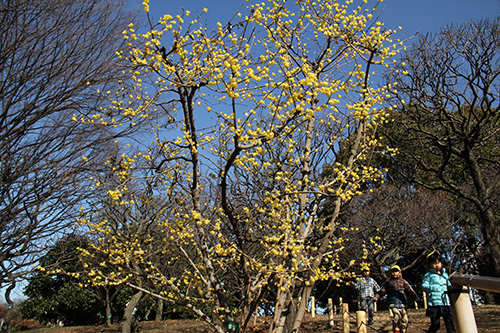 しながわ区民公園のロウバイ