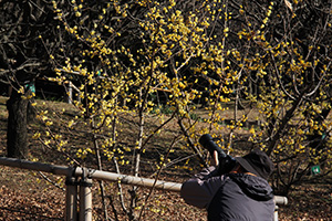 ロウバイの花を撮影するカメラマン