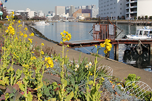 菜の花が咲くしながわ花海道