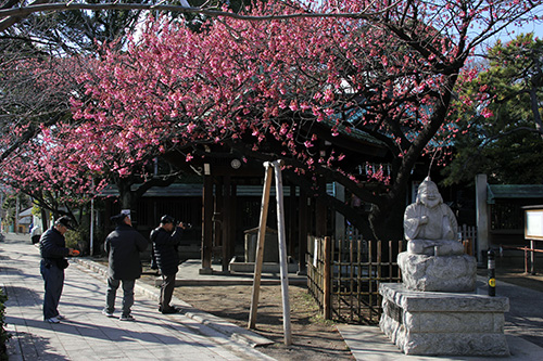 荏原神社の寒緋桜