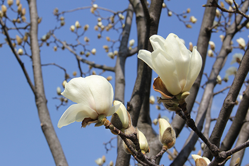 ハクモクレンの花