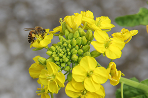 菜の花とミツバチ