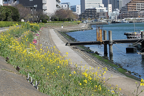 咲き始めた遊歩道沿いの菜の花