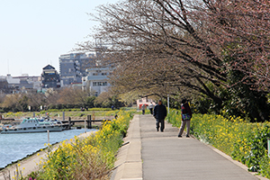 花海道を散策する人