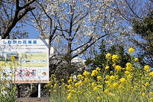 オオシマザクラと菜の花