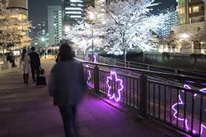 ライトアップされた桜