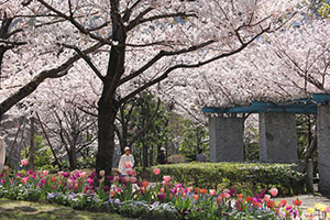 チューリップと桜