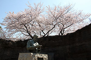 モース博士像と桜