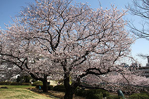 丘の上の一本桜