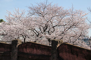 屋根の無効に見える桜