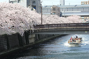 桜と花見クルーズ船