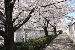 目黒川沿いの遊歩道