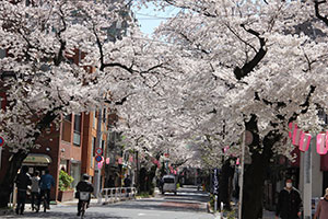 立会道路の桜